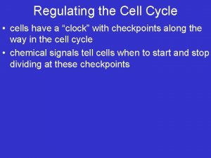 Regulating the Cell Cycle cells have a clock