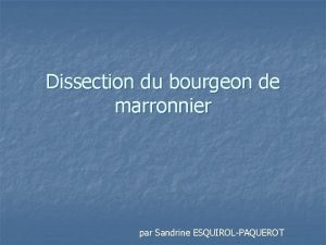 Dissection du bourgeon de marronnier par Sandrine ESQUIROLPAQUEROT