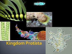 Kingdom Protista What is a Protist A Protist