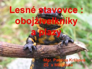 Lesn stavovce obojivelknky a plazy Mgr Patrcia Krkov