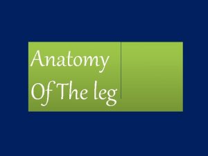 Anatomy Of The leg Skin of the Leg