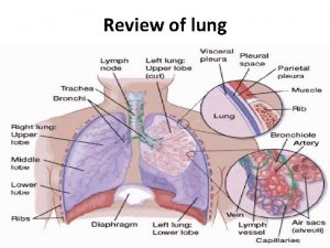 Review of lung Introduction Lungs are two spongy