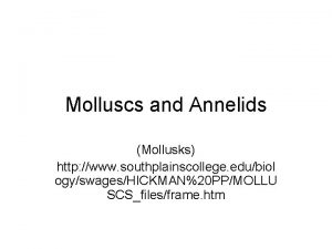 Molluscs and Annelids Mollusks http www southplainscollege edubiol