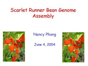 Scarlet Runner Bean Genome Assembly Nancy Phang June