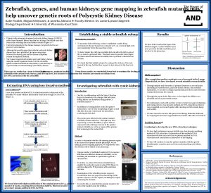 Zebrafish genes and human kidneys gene mapping in