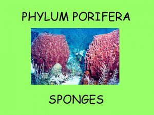 PHYLUM PORIFERA SPONGES I General Information 1 Porifera