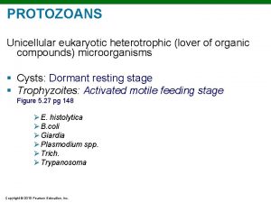 PROTOZOANS Unicellular eukaryotic heterotrophic lover of organic compounds