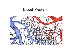 Blood Vessels Blood vessels are hollow tubes that