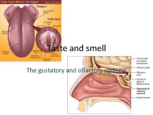 Taste and smell The gustatory and olfactory systems