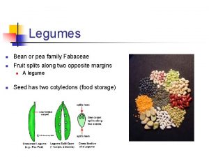 Legumes n Bean or pea family Fabaceae n