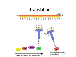 Translation Translation converts m RNA messages into polypeptides