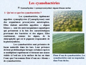 Les cyanobactries Cyanophyces cyanoprocaryotes algues bleues vertes 1