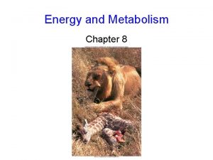 Energy and Metabolism Chapter 8 Flow of Energy