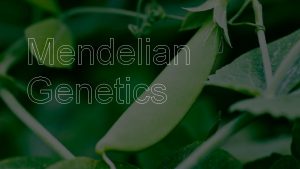 Mendelian Genetics heredity the passing of traits from