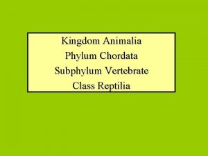 Kingdom Animalia Phylum Chordata Subphylum Vertebrate Class Reptilia