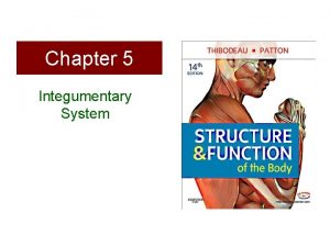Chapter 5 Integumentary System Body Membranes Epithelial Membranes