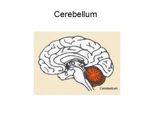 Cerebellum Background Information Two hemispheres Outer cortex made