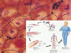 The Tissue Level of Organization Group of similar