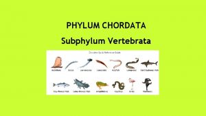 PHYLUM CHORDATA Subphylum Vertebrata Vertebrates are animals that