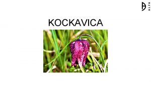 KOCKAVICA JA SAM KOCKAVICA Strogo sam zatiena vrsta