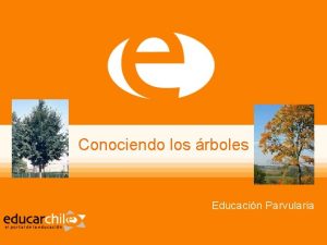 Conociendo los rboles Educacin Parvularia Araucaria Hermoso rbol