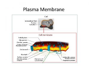 Plasma Membrane Plasma Membrane AKA Cell Membrane What