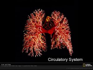 Circulatory System Gas Exchange in Animals Gas Exchange