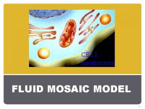 FLUID MOSAIC MODEL 1 FLUID MOSAIC MODEL Model