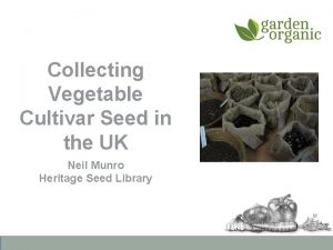 Collecting Vegetable Cultivar Seed in the UK Neil