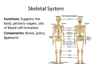 Skeletal System Functions Supports the body protects organs