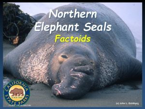 Northern Elephant Seals Factoids C 2008 California State