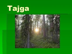 Tajga Tajga oglne wiadomoci Tajga borealne lasy iglaste