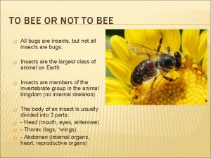 TO BEE OR NOT TO BEE All bugs