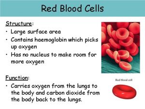 Red cells Red blood Blood Cells Structure Large
