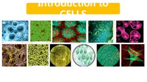 Introduction to CELLS BIOLO GY Biology is study