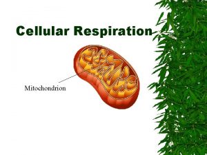 Cellular Respiration Mitochondrion Structure of mitochondrion Matrix fluid