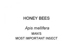 HONEY BEES Apis mellifera MANS MOST IMPORTANT INSECT