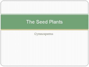 The Seed Plants Gymnosperms Seeds are reproductively superior