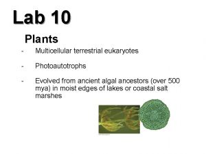 Lab 10 Plants Multicellular terrestrial eukaryotes Photoautotrophs Evolved