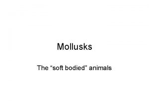 Mollusks The soft bodied animals Characteristics Visceral Mass