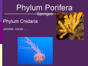 Phylum Porifera Sponges Phylum Cnidaria Jellyfish corals Dont