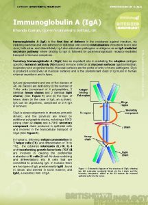 IMMUNOGLOBULIN A Ig A CATEGORY RECEPTORS MOLECULES Immunoglobulin