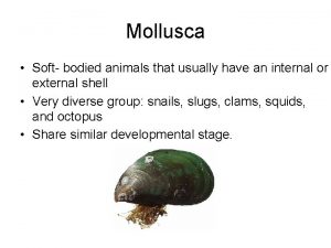 Mollusca Soft bodied animals that usually have an