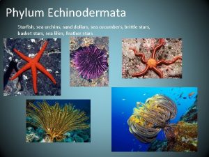 Phylum Echinodermata Starfish sea urchins sand dollars sea