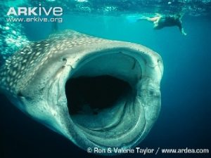 Basking Shark Have large oilfilled livers they can