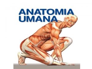 ANATOMIA L Anatomia la scienza che studia la