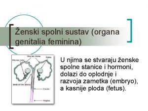 enski spolni sustav organa genitalia feminina U njima