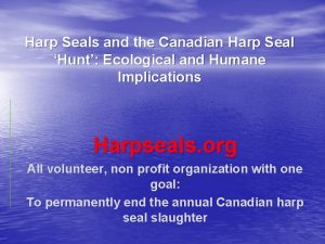 Harp Seals and the Canadian Harp Seal Hunt