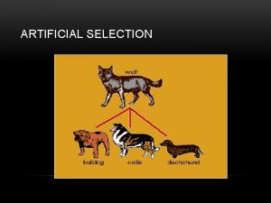 ARTIFICIAL SELECTION ARTIFICIAL SELECTION Occurs when people not