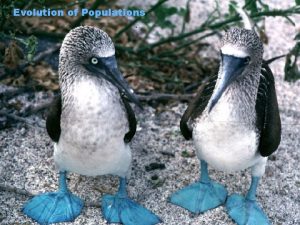 Evolution of Populations Populations are the units of